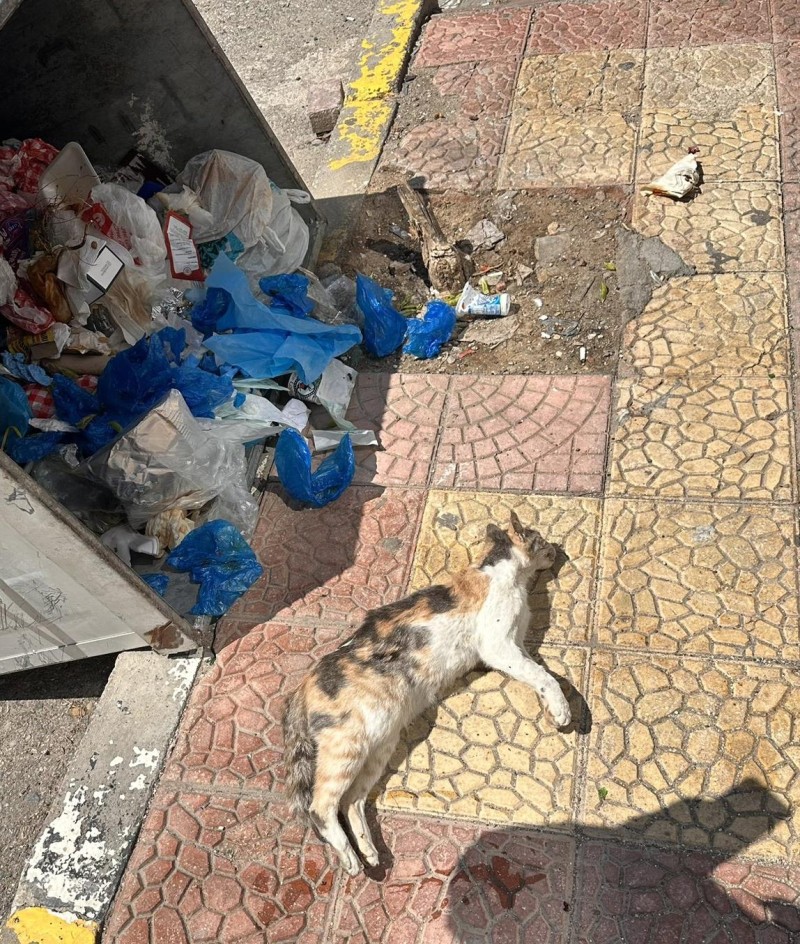 Şanlıurfa'da Sokak Hayvanları
