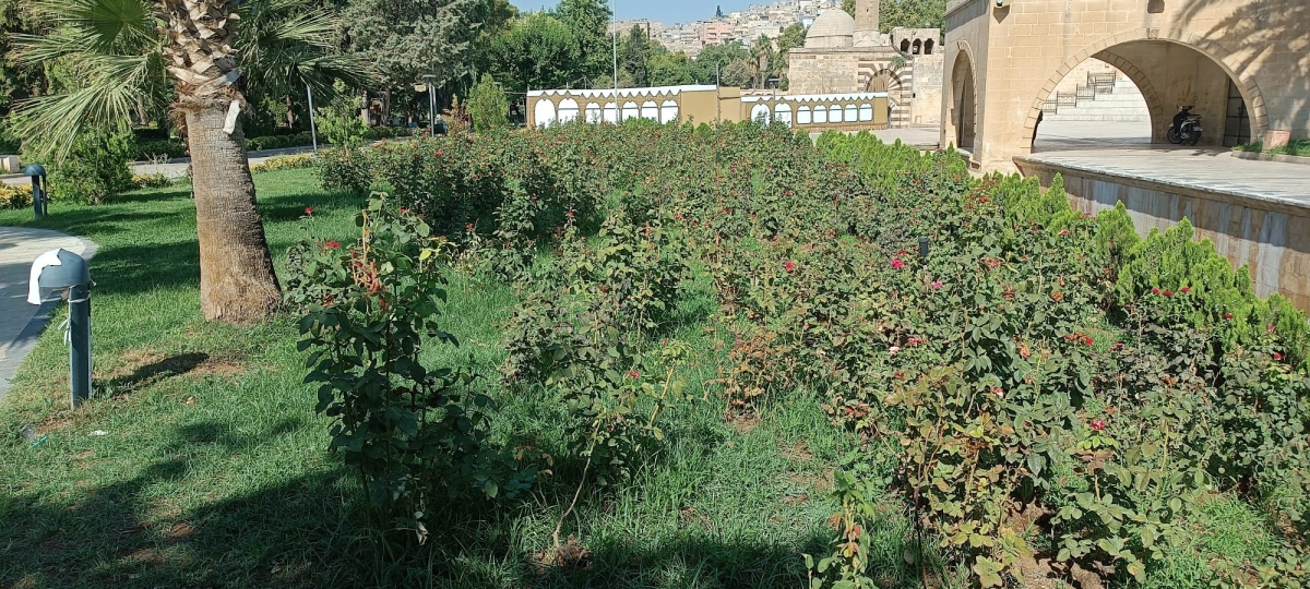 Balıklıgöl Bakımsız ve Sahipsiz Kaldı