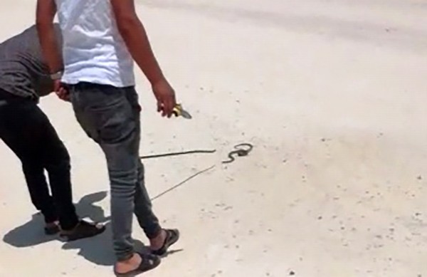 Şanlıurfa’da Motosiklet sürücüsünün yılan ile imtihanı