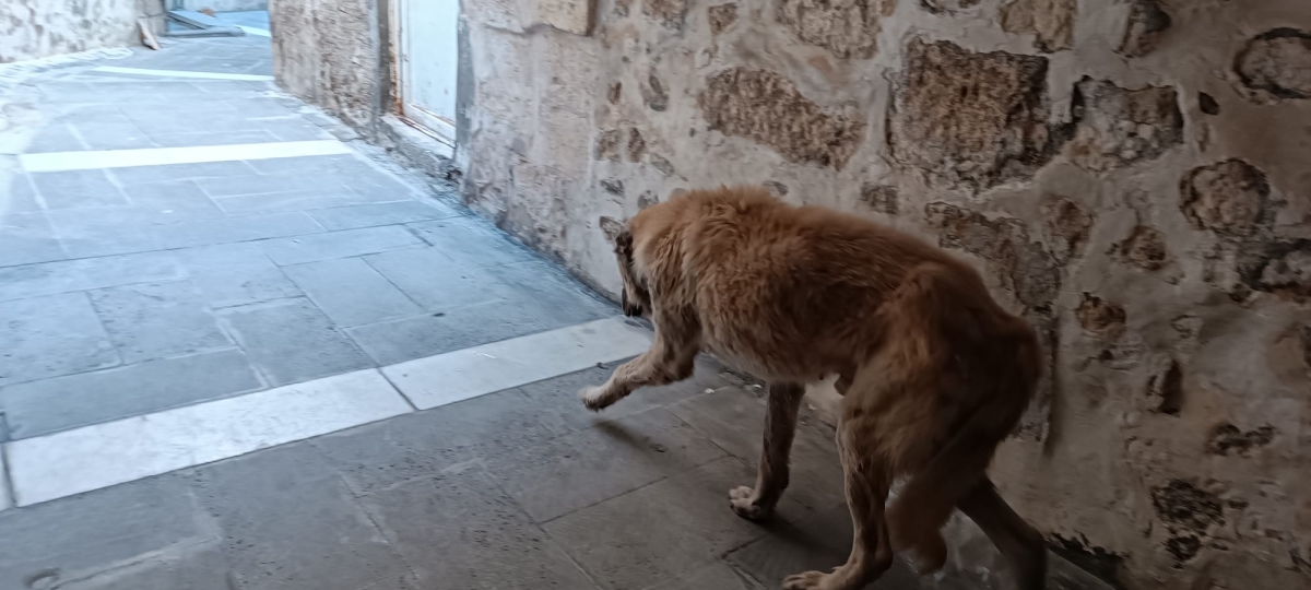 Şanlıurfa Sokaklarında Uyuz Köpek Paniği