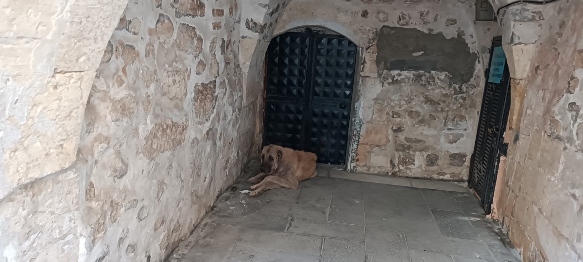Şanlıurfa Sokaklarında Uyuz Köpek Paniği