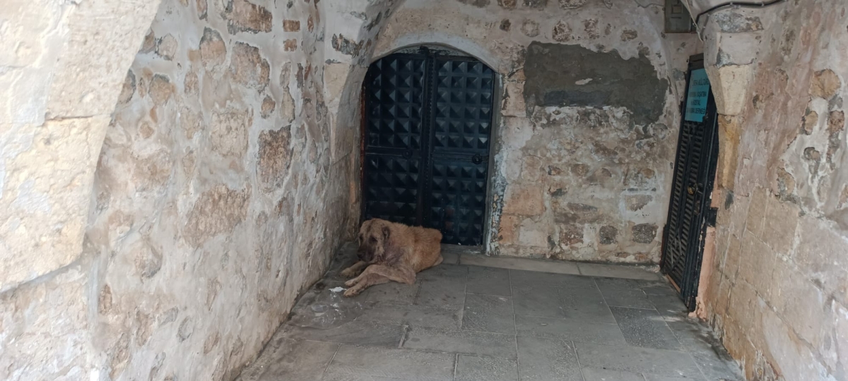 Şanlıurfa Sokaklarında Uyuz Köpek Paniği