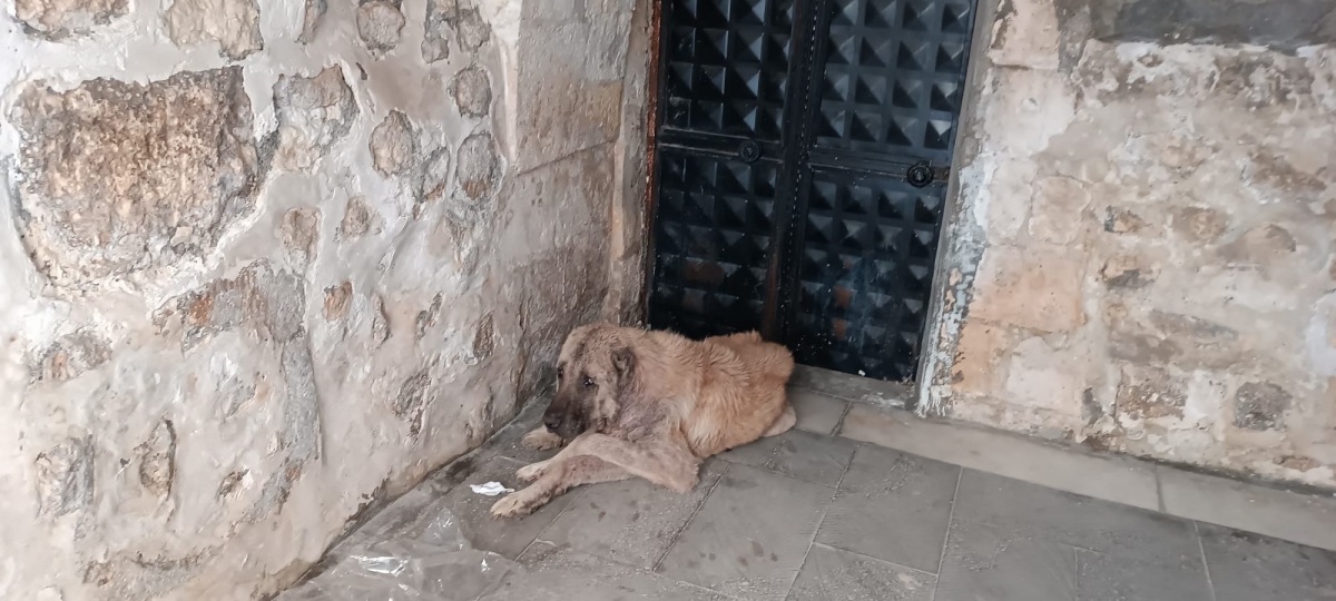 Şanlıurfa Sokaklarında Uyuz Köpek Paniği
