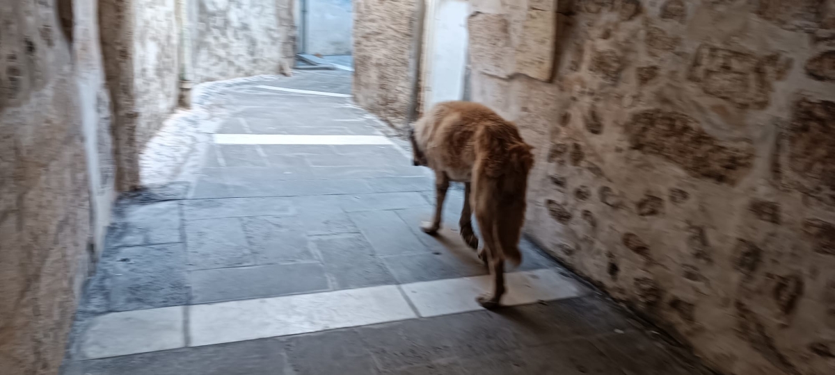 Şanlıurfa Sokaklarında Uyuz Köpek Paniği