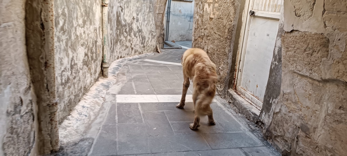 Şanlıurfa Sokaklarında Uyuz Köpek Paniği