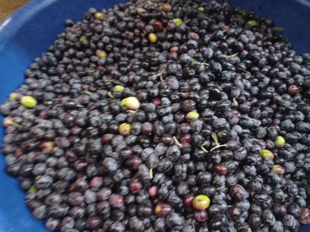 Şanlıurfa'da Salamura Zeytin Sezonu Başladı