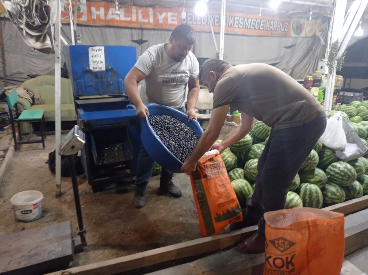 Şanlıurfa'da Salamura Zeytin Sezonu Başladı