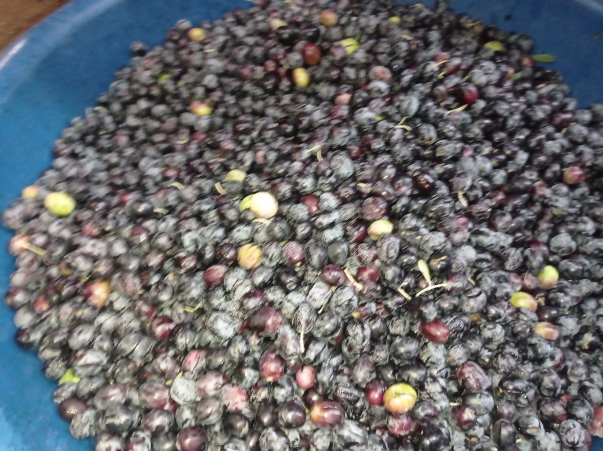 Şanlıurfa'da Salamura Zeytin Sezonu Başladı