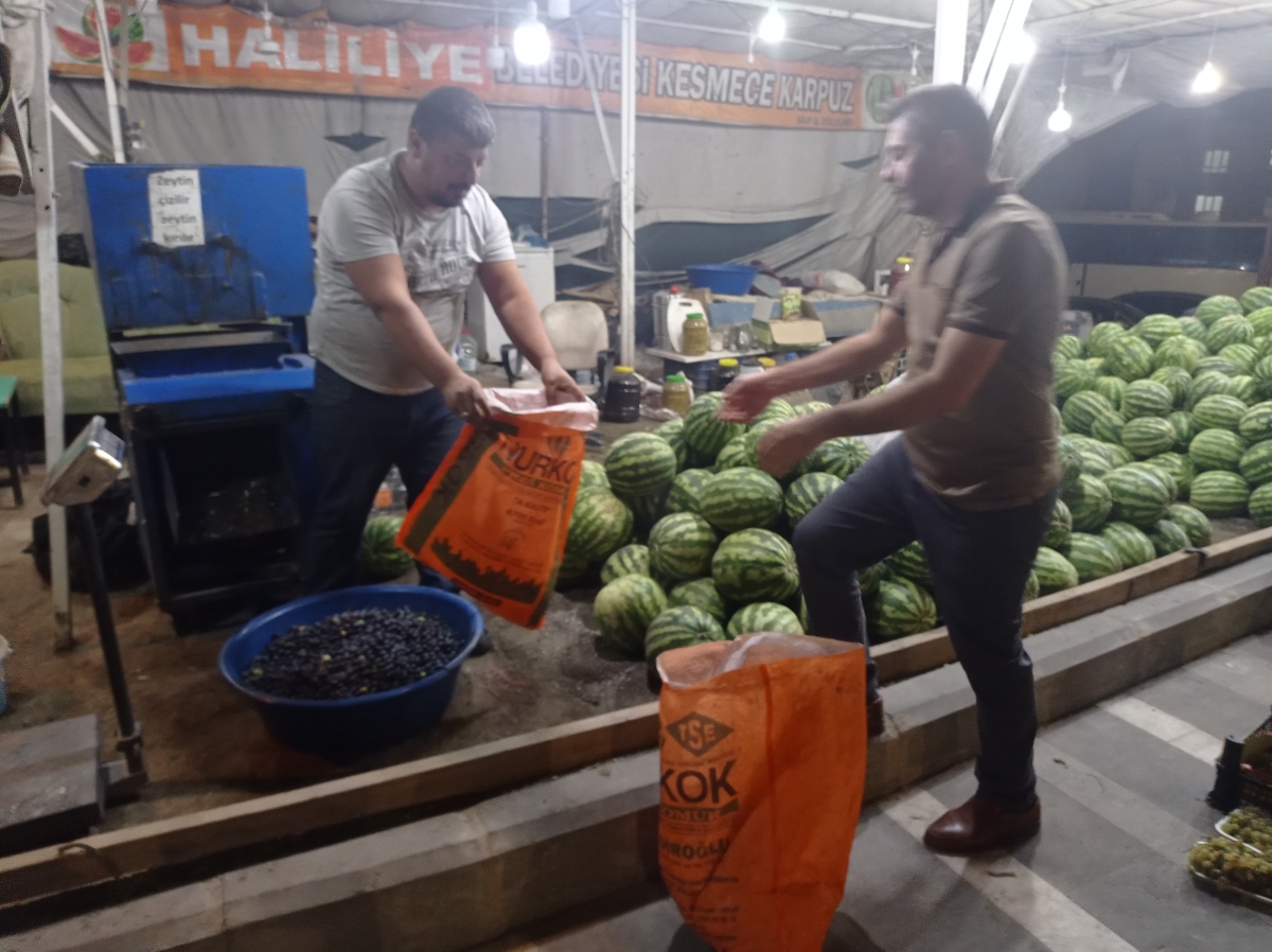 Şanlıurfa'da Salamura Zeytin Sezonu Başladı