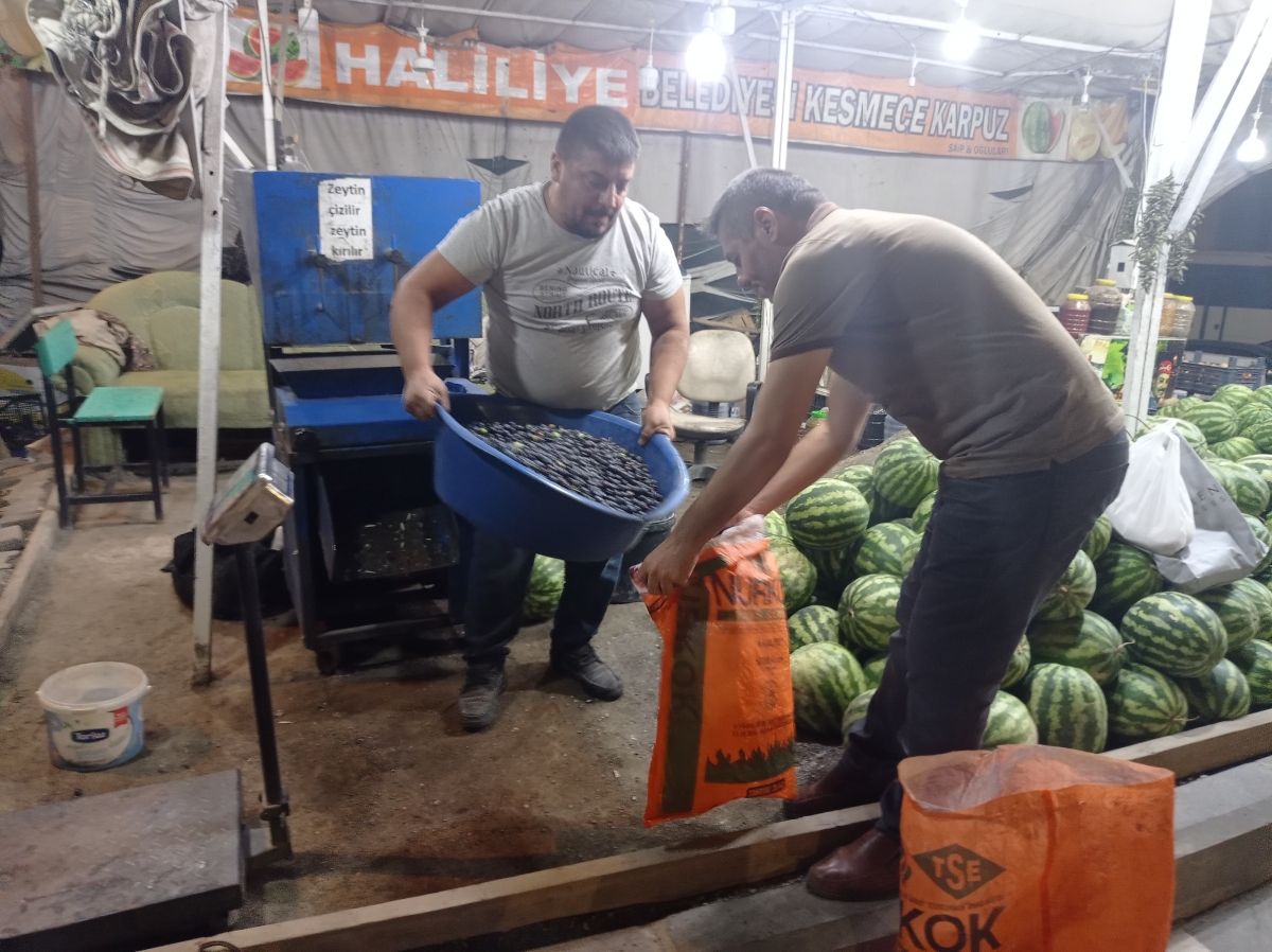 Şanlıurfa'da Salamura Zeytin Sezonu Başladı