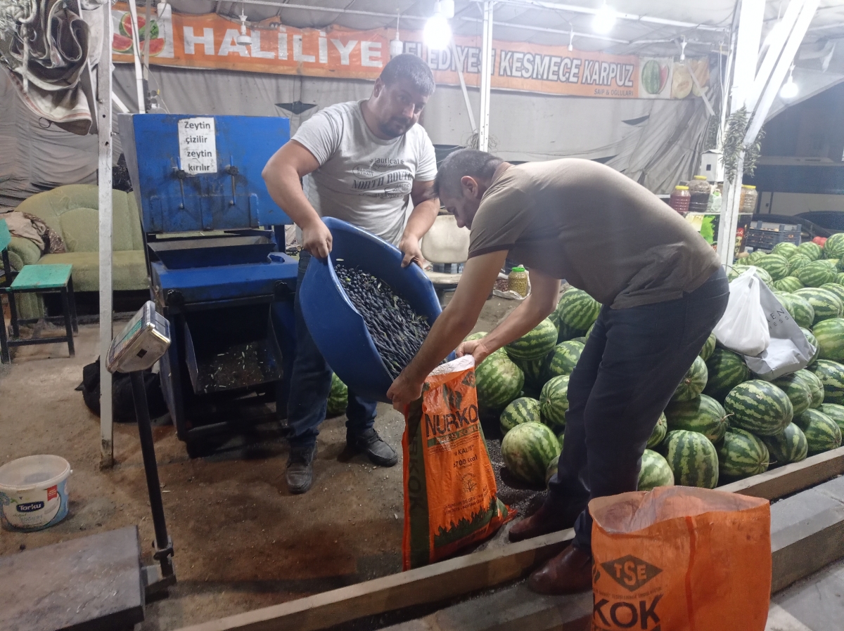 Şanlıurfa'da Salamura Zeytin Sezonu Başladı