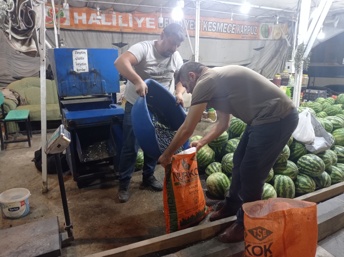 Şanlıurfa'da Salamura Zeytin Sezonu Başladı