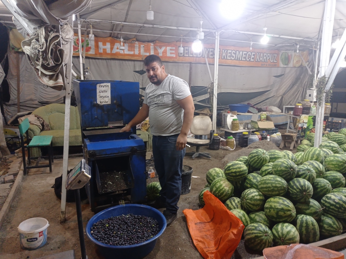 Şanlıurfa'da Salamura Zeytin Sezonu Başladı