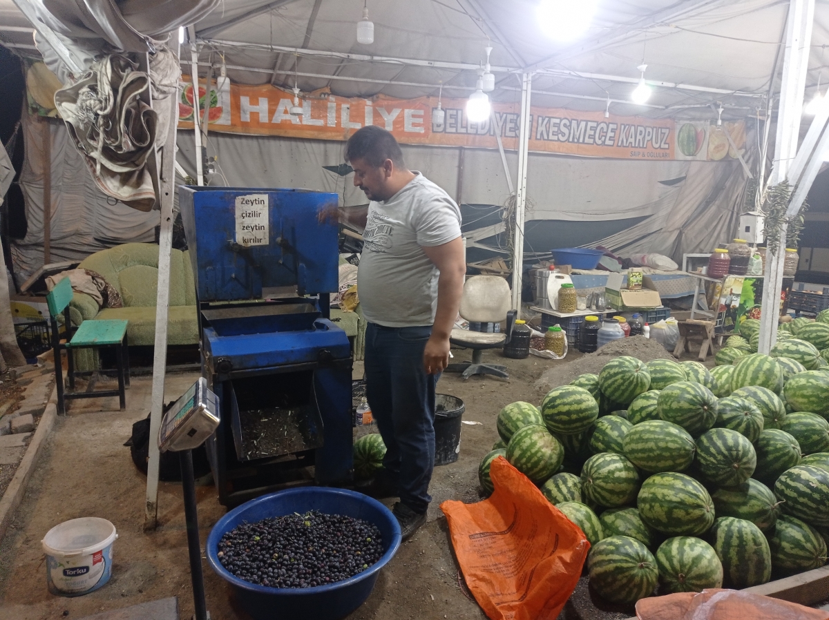 Şanlıurfa'da Salamura Zeytin Sezonu Başladı
