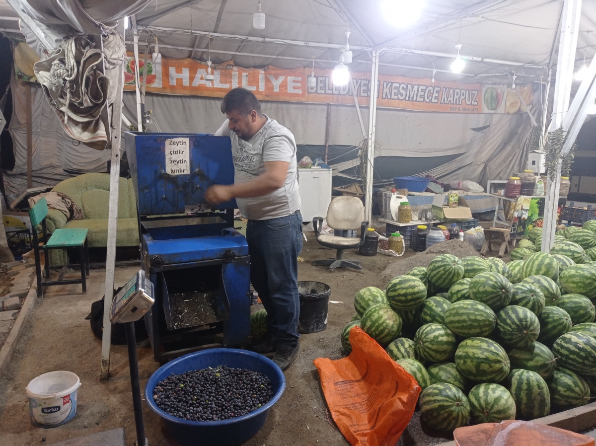 Şanlıurfa'da Salamura Zeytin Sezonu Başladı