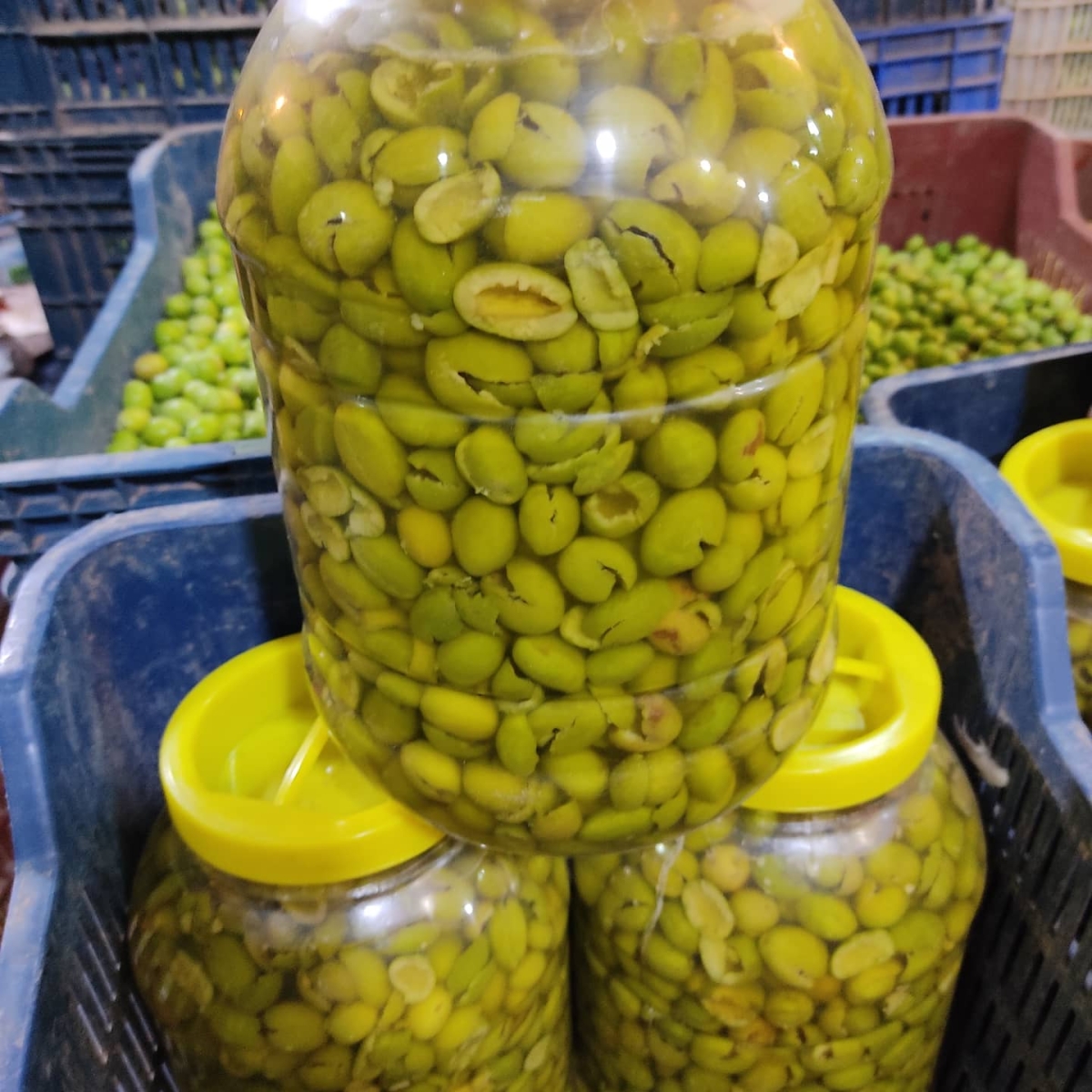 Şanlıurfa'da Salamura Zeytin Sezonu Başladı