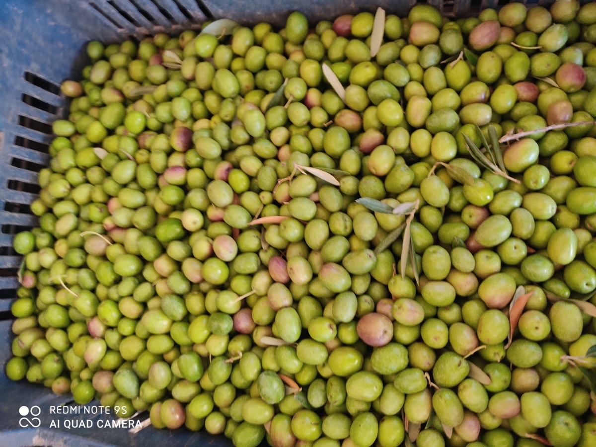Şanlıurfa'da Salamura Zeytin Sezonu Başladı