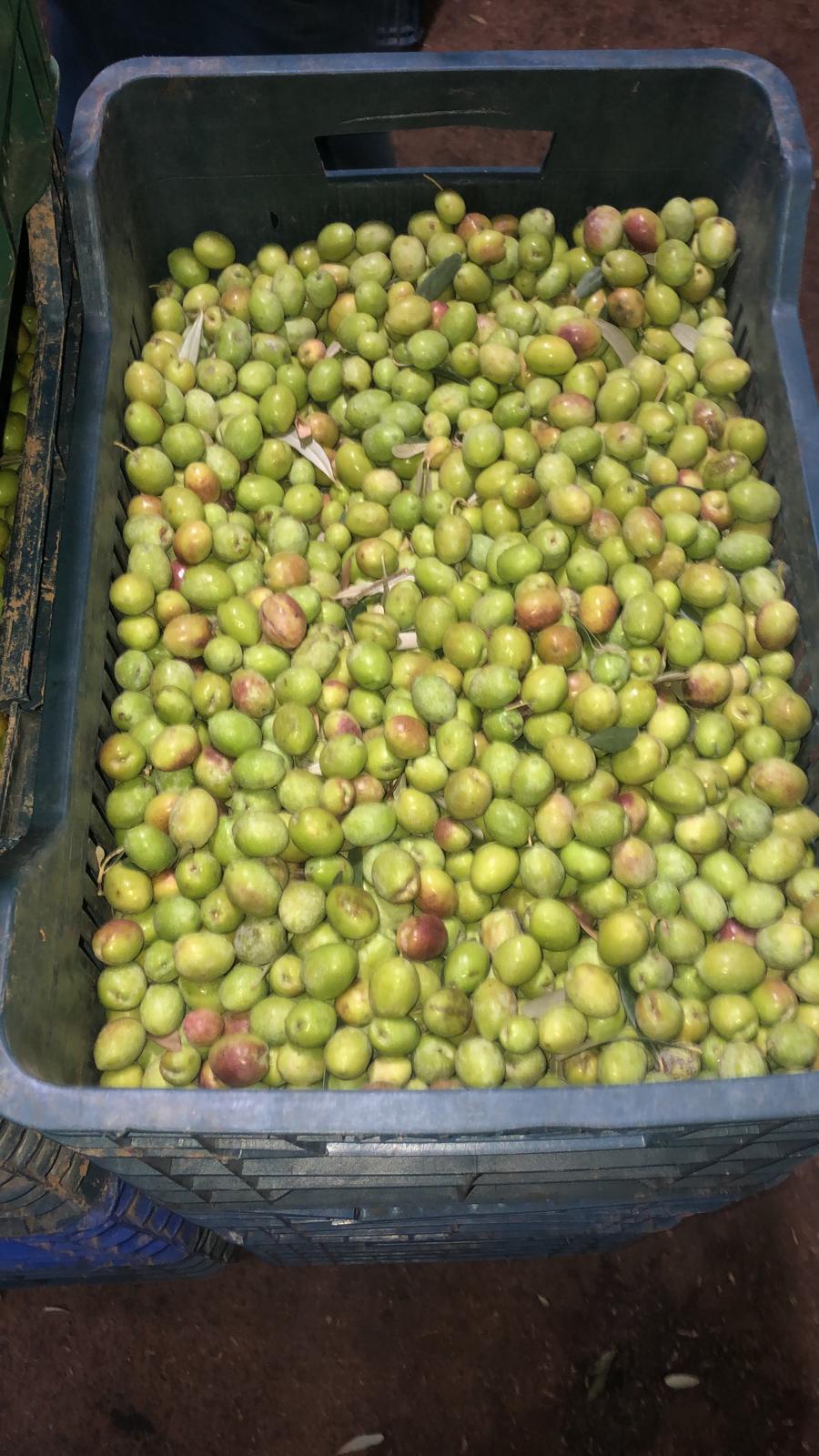 Şanlıurfa'da Salamura Zeytin Sezonu Başladı