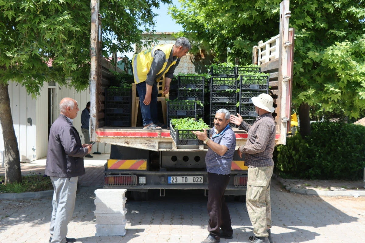 : BÜYÜKŞEHİR BELEDİYESİNDEN VATANDAŞLARA İSOT FİDESİ DAĞITILDI