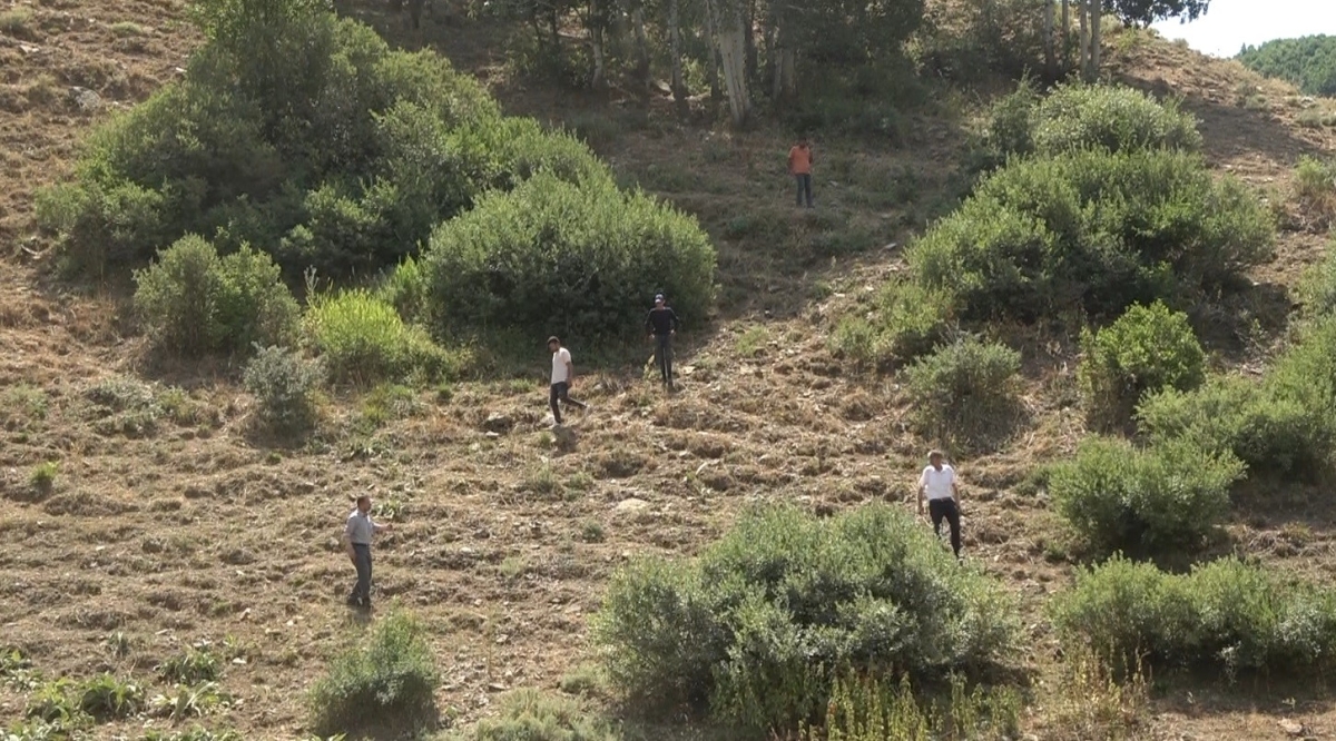 sürüye saldıran kurtlar koyunları telef etti
