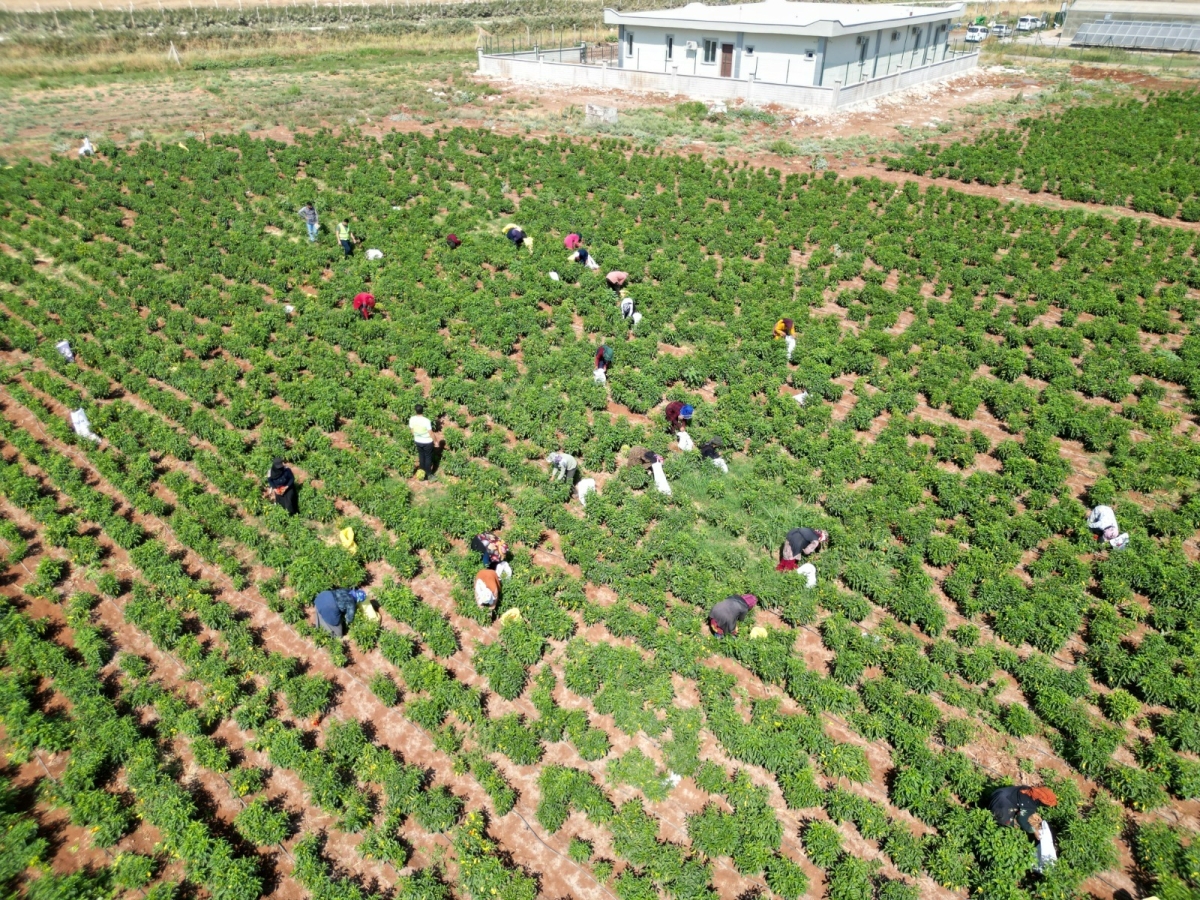 İSOT HASATI BAŞLADI