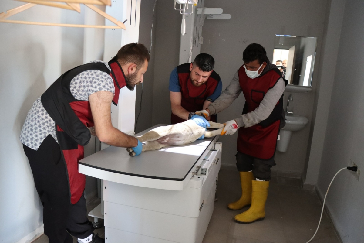 Tam Teşekküllü Hayvan Hastanesi Ve Rehabilitasyon Merkezi Hizmete Başladı