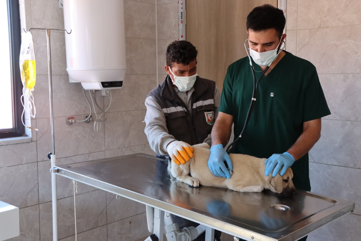Tam Teşekküllü Hayvan Hastanesi Ve Rehabilitasyon Merkezi Hizmete Başladı