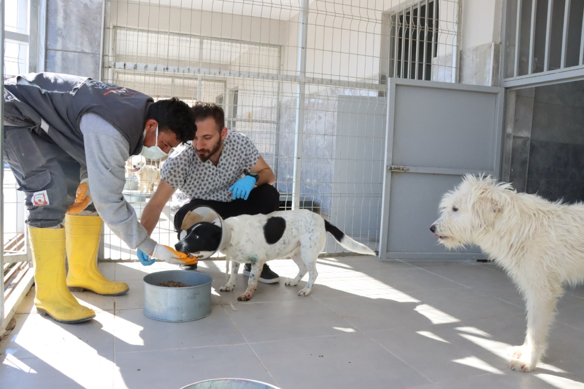 Tam Teşekküllü Hayvan Hastanesi Ve Rehabilitasyon Merkezi Hizmete Başladı