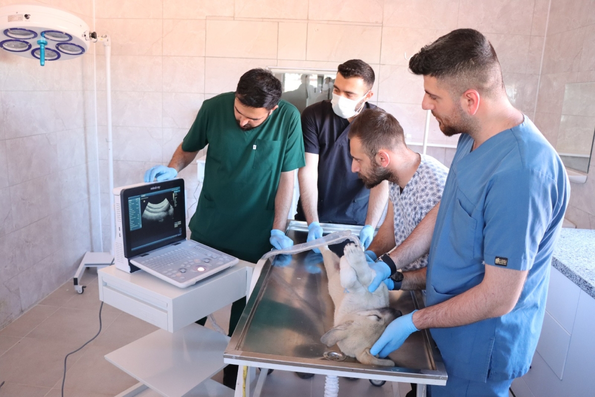 Tam Teşekküllü Hayvan Hastanesi Ve Rehabilitasyon Merkezi Hizmete Başladı