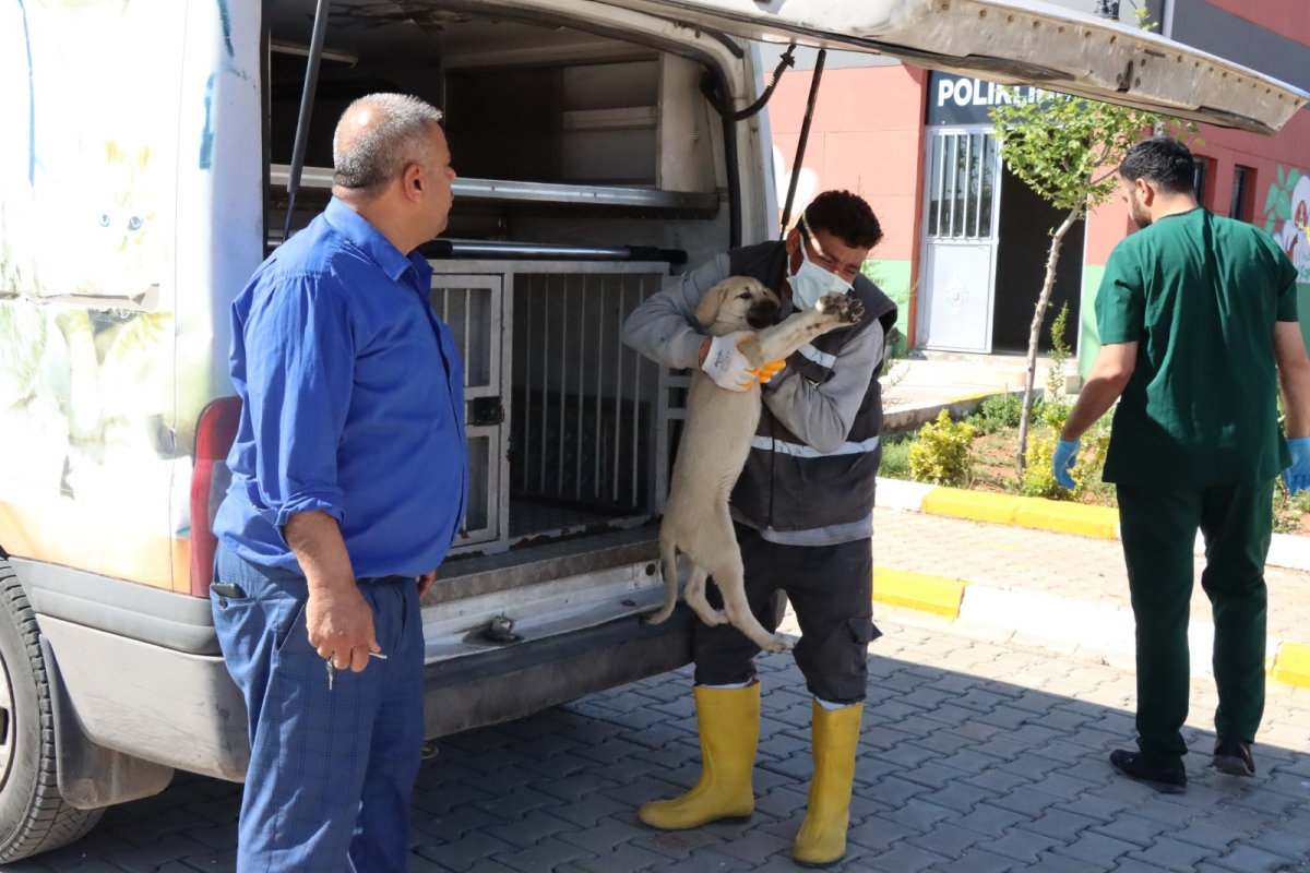 Tam Teşekküllü Hayvan Hastanesi Ve Rehabilitasyon Merkezi Hizmete Başladı