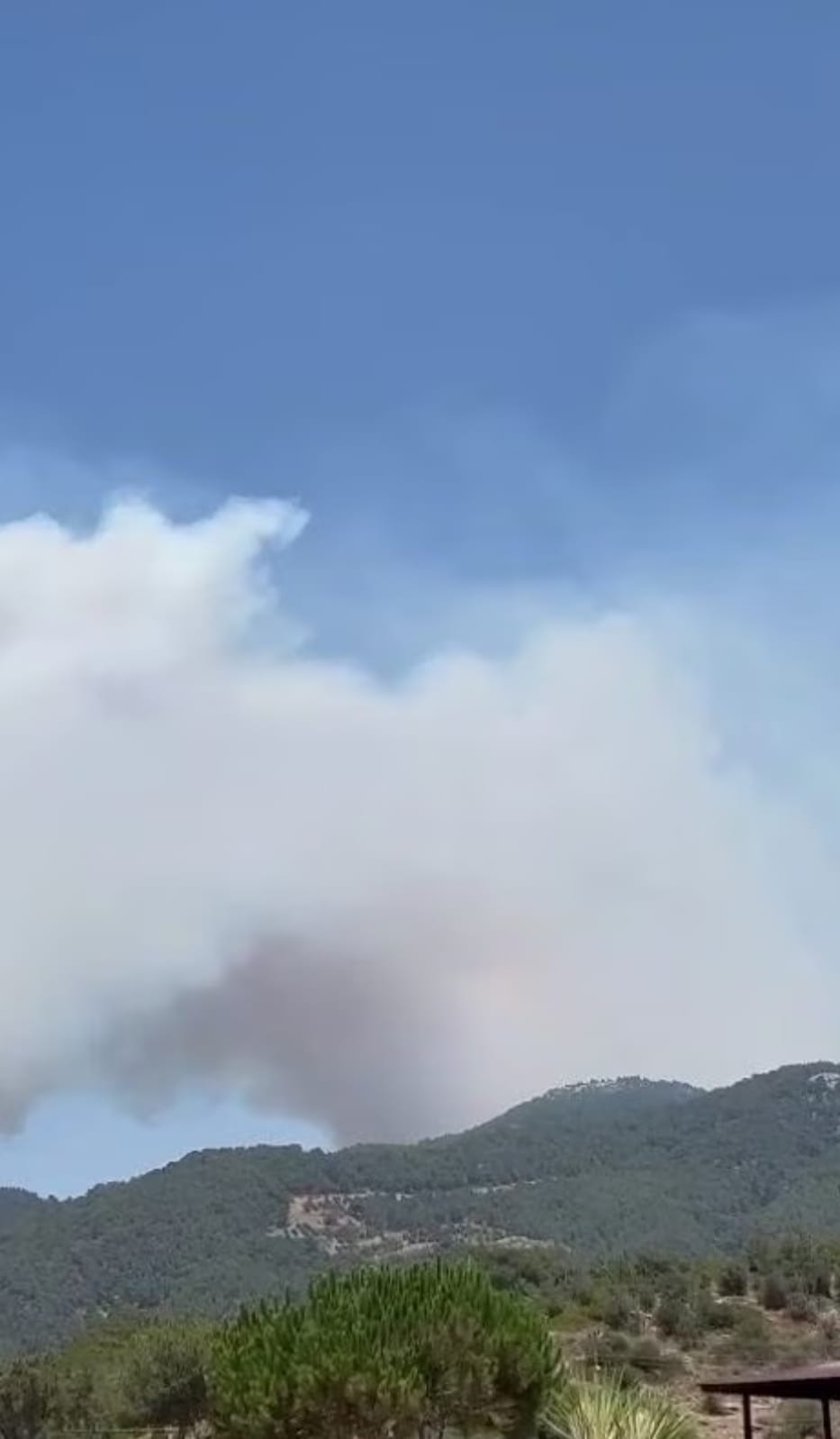 İzmir'in Ciğerleri Yanıyor: Orman Yangını Felaketi