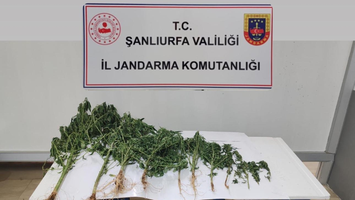 Şanlıurfa'da Narkotik Operasyonlar
