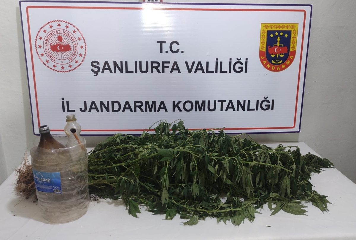 Şanlıurfa'da Narkotik Operasyonlar