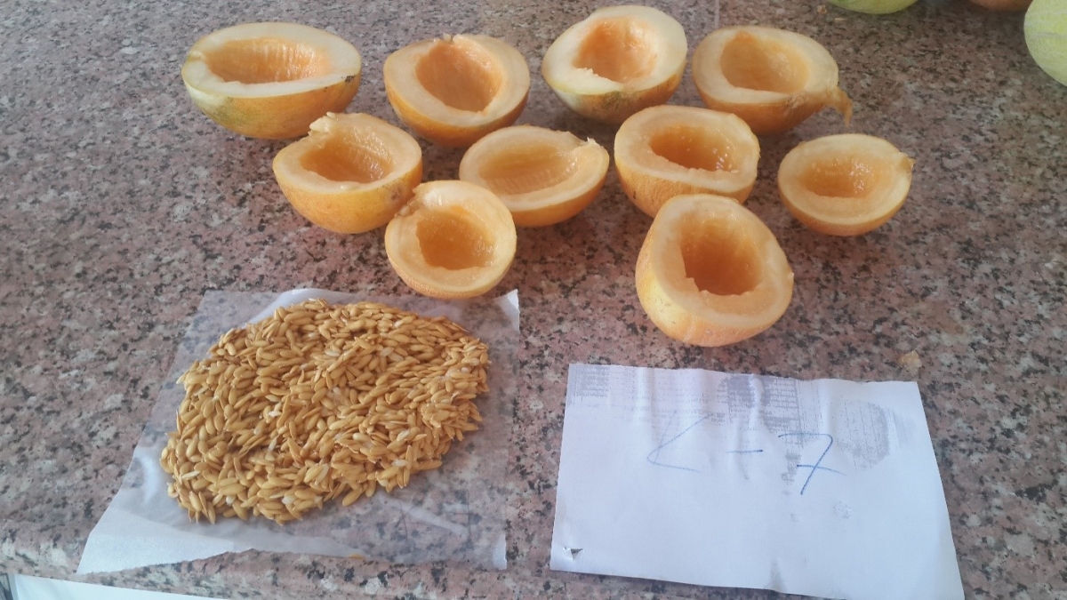 *ATA TOHUMLARIMIZ SATIŞA SUNULDU*