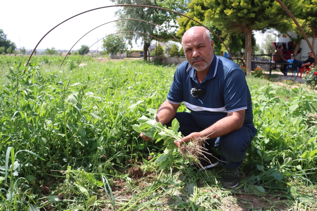 Birecik Patlıcanı (Balcan) Toprakla Buluştu