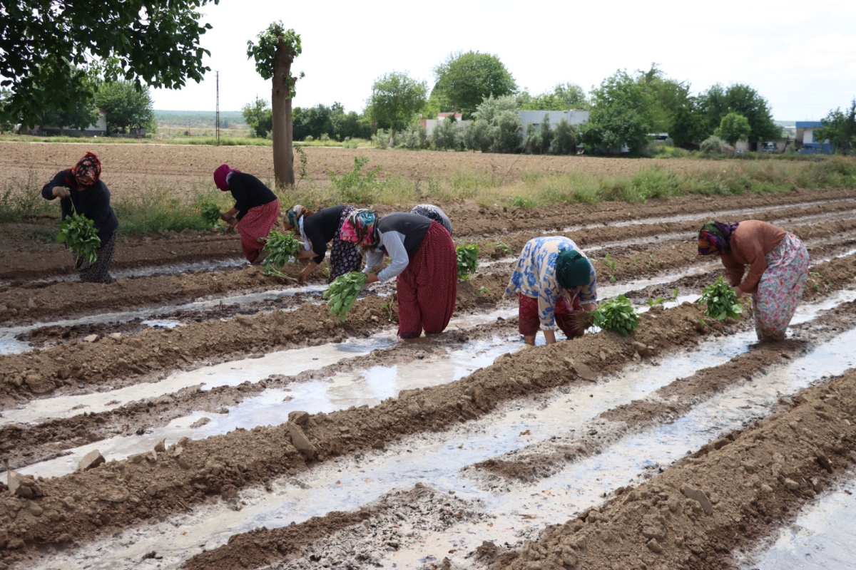 Birecik Patlıcanı (Balcan) Toprakla Buluştu