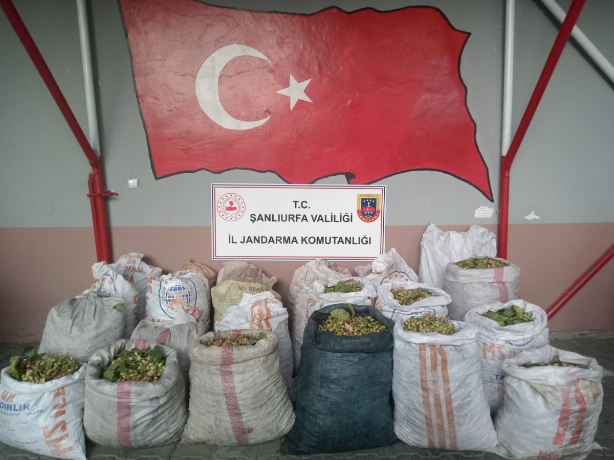 Şanlıurfa’da Fıstık Hırsızlığı Operasyonu: 13 Şüpheli Yakalandı