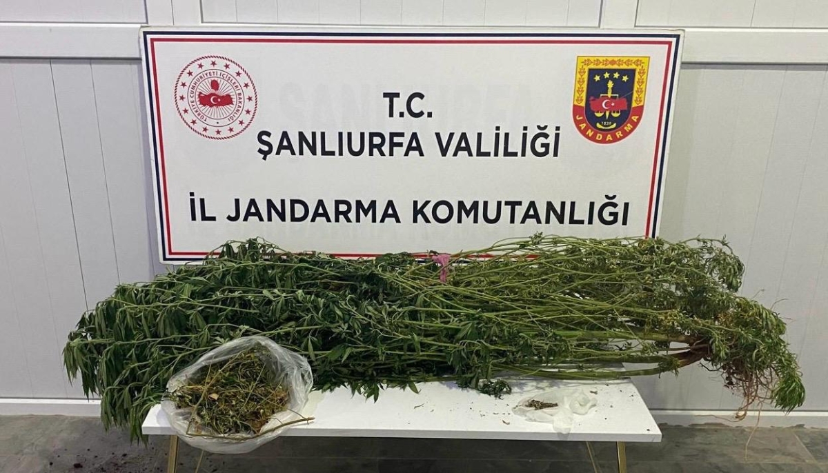 ŞANLIURFA’DA JANDARMADAN UYUŞTURUCU OPERASYONU: 12 GÖZALTI
