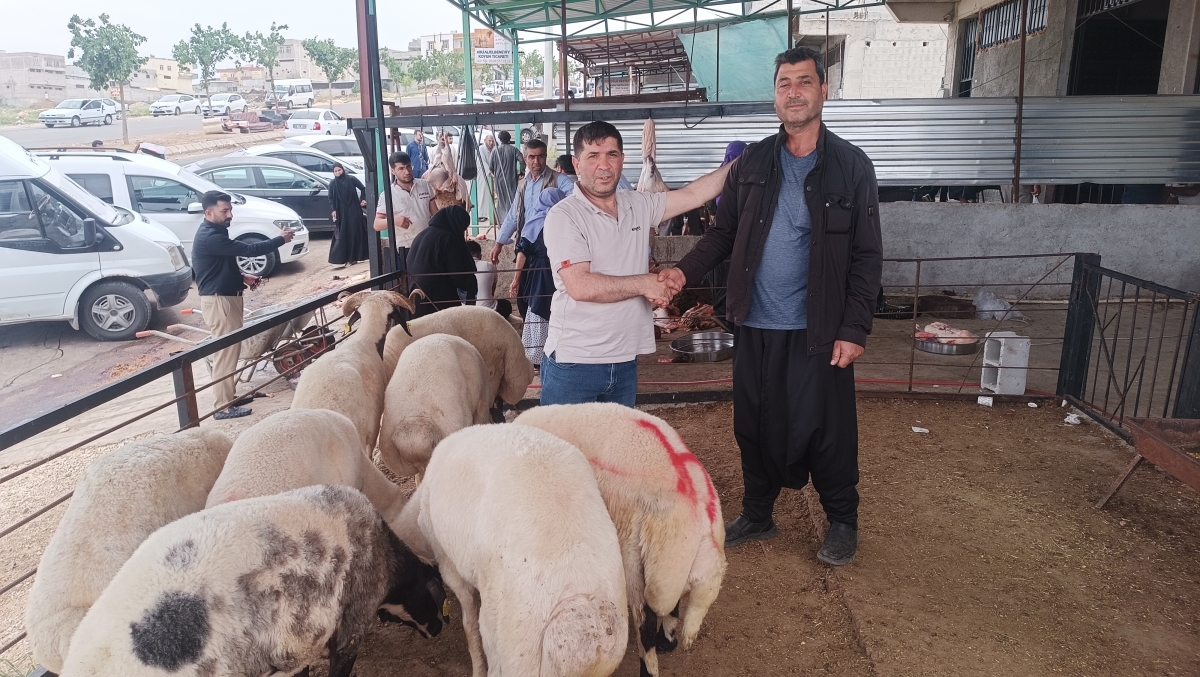 Kurban Bayramı’nın İkinci Gününde Şanlıurfa Hayvan Pazarlarında Yoğunluk Devam Ediyor