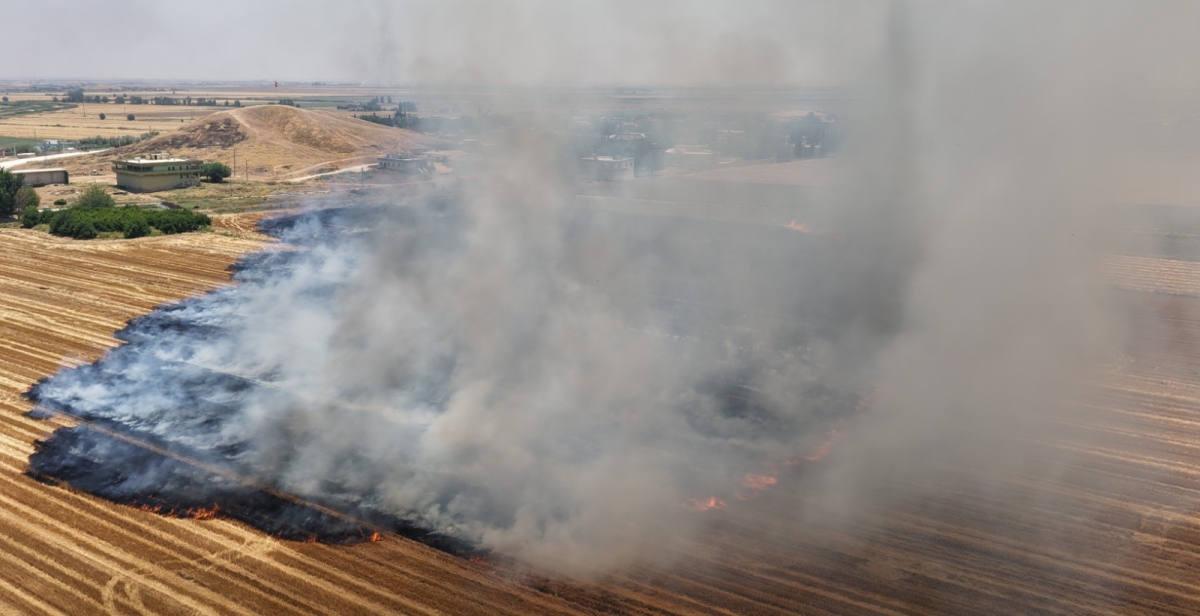 Şanlıurfa’da Anıza Doğrudan Ekim Uygulaması Yaygınlaşıyor