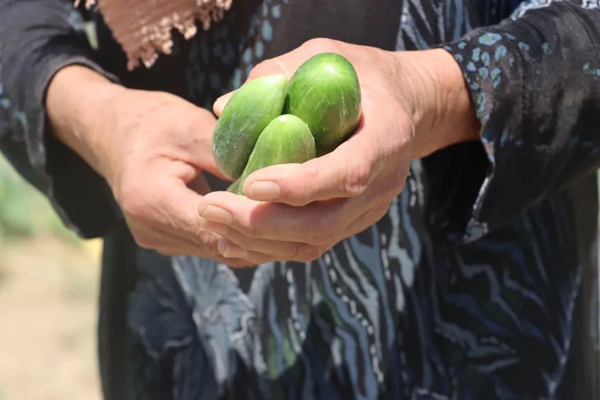 Amûdê'de Kewser Ana'nın Bostanı Geçim Kaynağı Oldu