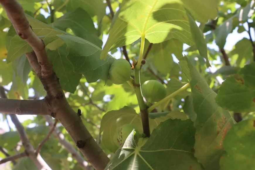 Amûdê'de Kewser Ana'nın Bostanı Geçim Kaynağı Oldu