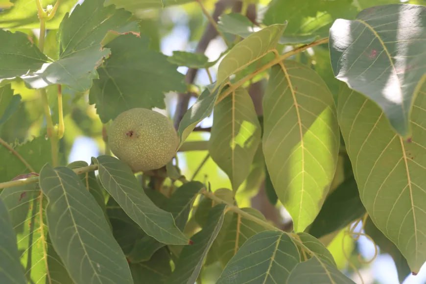 Amûdê'de Kewser Ana'nın Bostanı Geçim Kaynağı Oldu