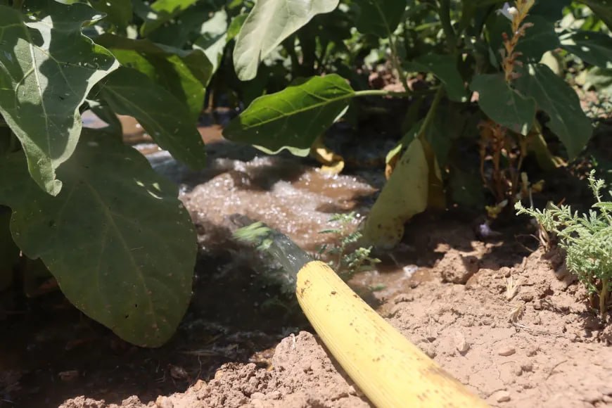 Amûdê'de Kewser Ana'nın Bostanı Geçim Kaynağı Oldu