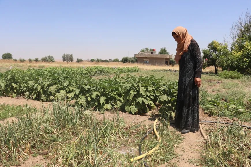 Amûdê'de Kewser Ana'nın Bostanı Geçim Kaynağı Oldu