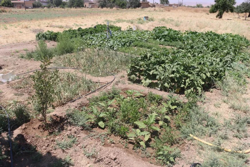 Amûdê'de Kewser Ana'nın Bostanı Geçim Kaynağı Oldu