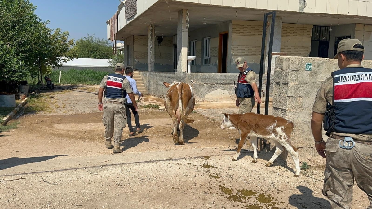 Şanlıurfa’da 315 Bin TL’lik Büyükbaş Hayvan Dolandırıcılığı: Şüpheli Yakalandı