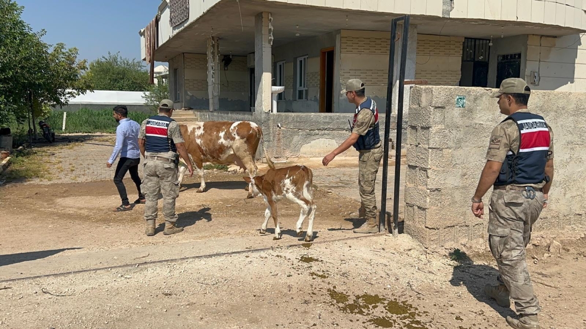 Şanlıurfa’da 315 Bin TL’lik Büyükbaş Hayvan Dolandırıcılığı: Şüpheli Yakalandı