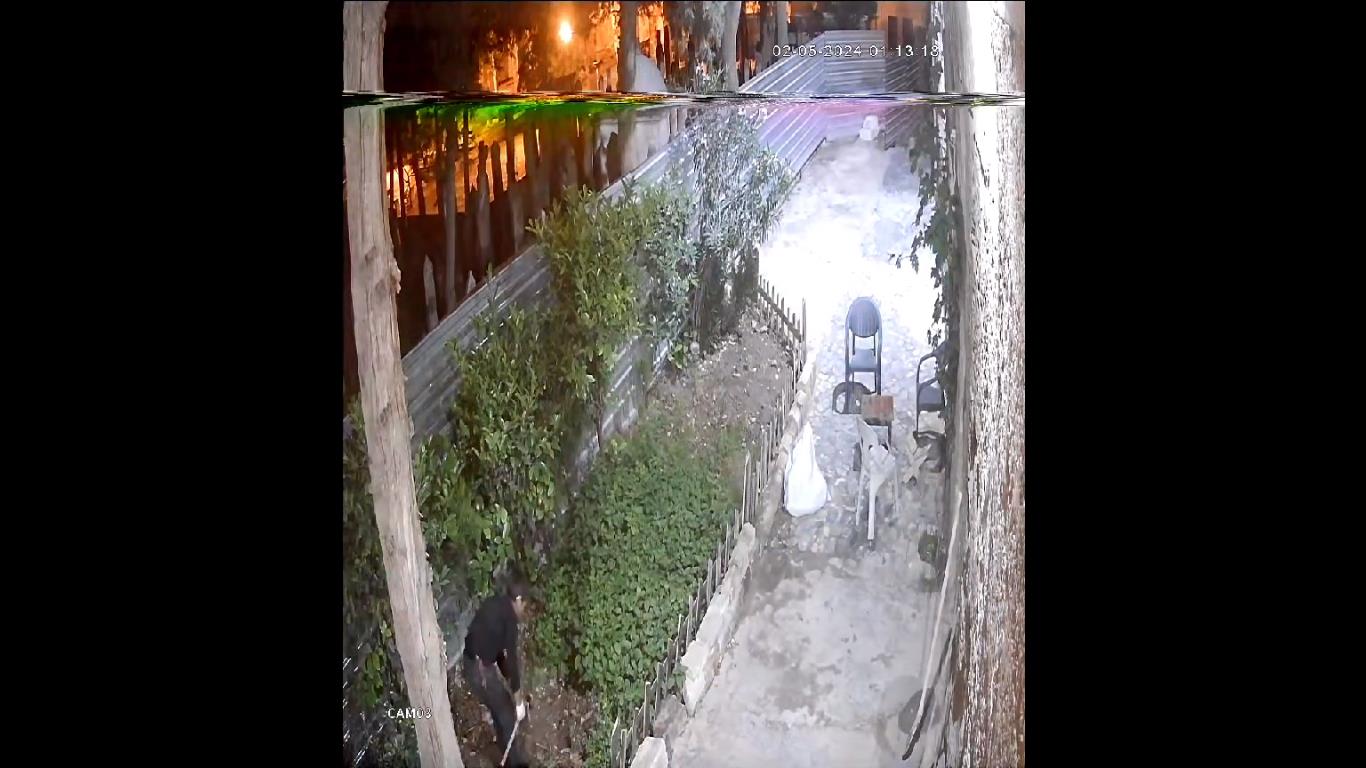 Fidan Hırsızı Kameraya Yakalandı