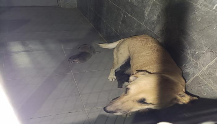 Şanlıurfa'da Sokak Köpeğine Cinsel İstismar